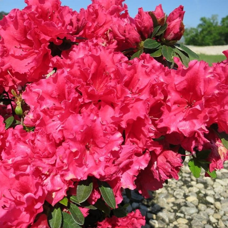 Red Ruffles Japanese Azalea Plant 1 1