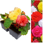 Begonia Non Stop Mix Plants Begonia Non Stop 4 Plants Pack image1 2
