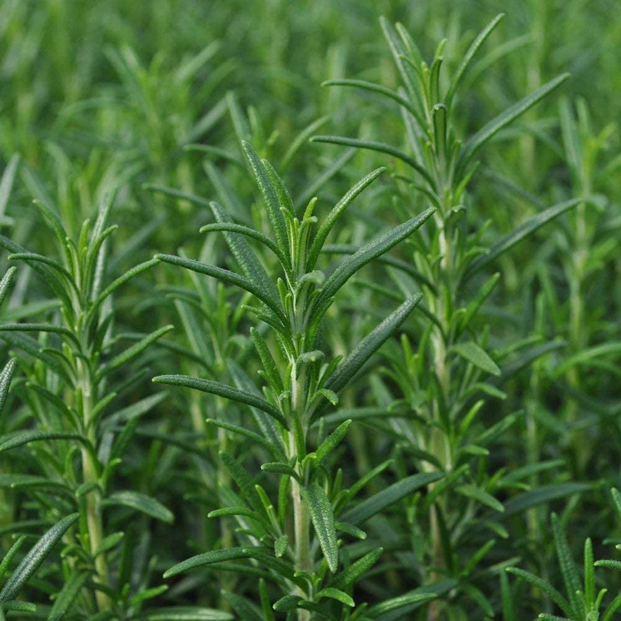 Mixed Rosemary Plants 1 1