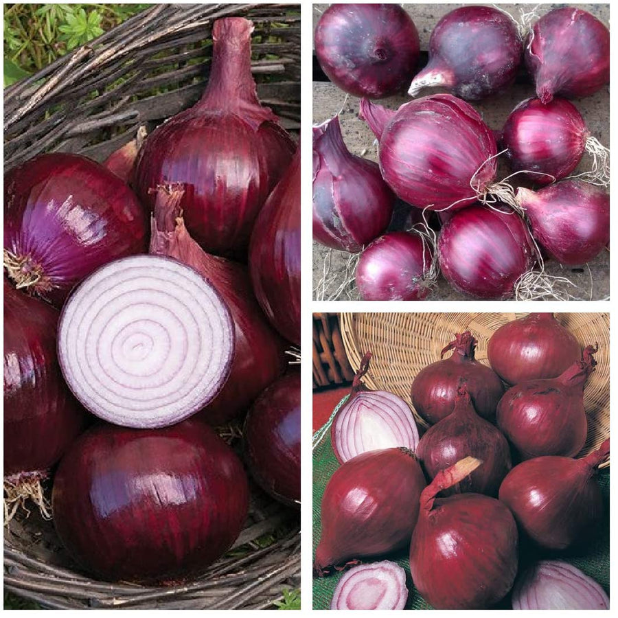 Onion Red Barron 1 4