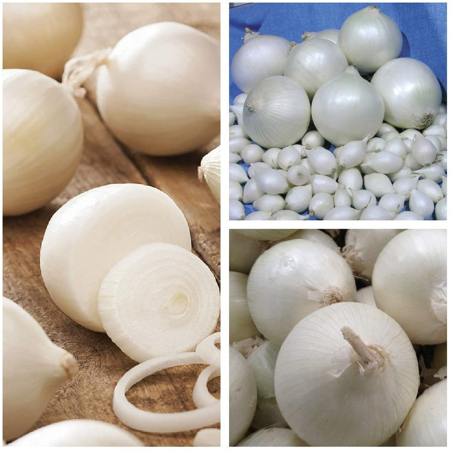 White Onion Sets Snowball 1 1