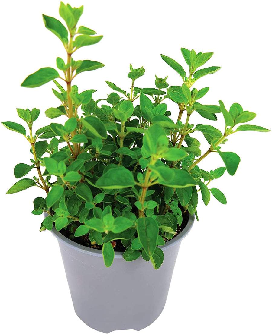 Oregano Plant for Culinary Use 1 2