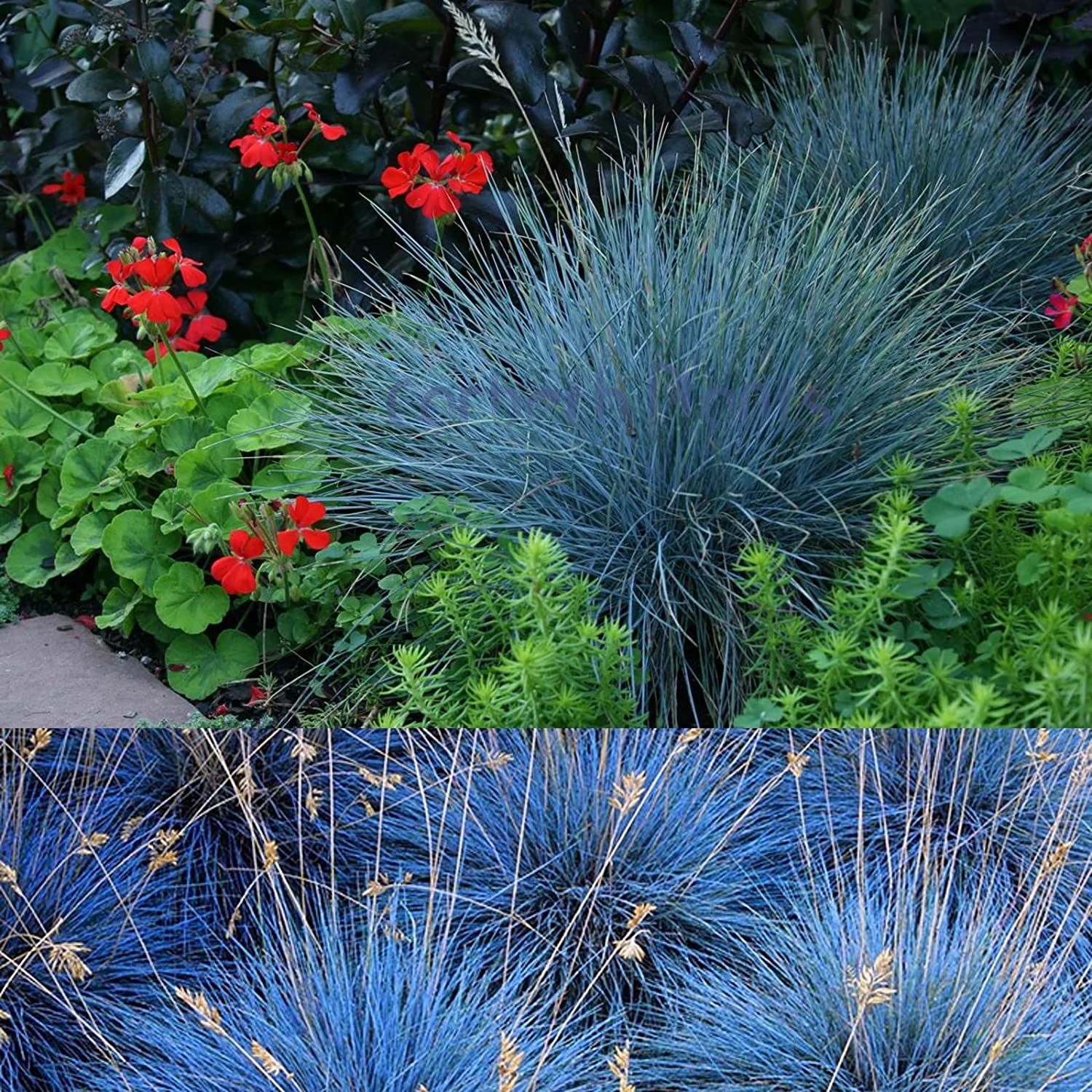blue grass succulent Festuca Intense Blue Grass