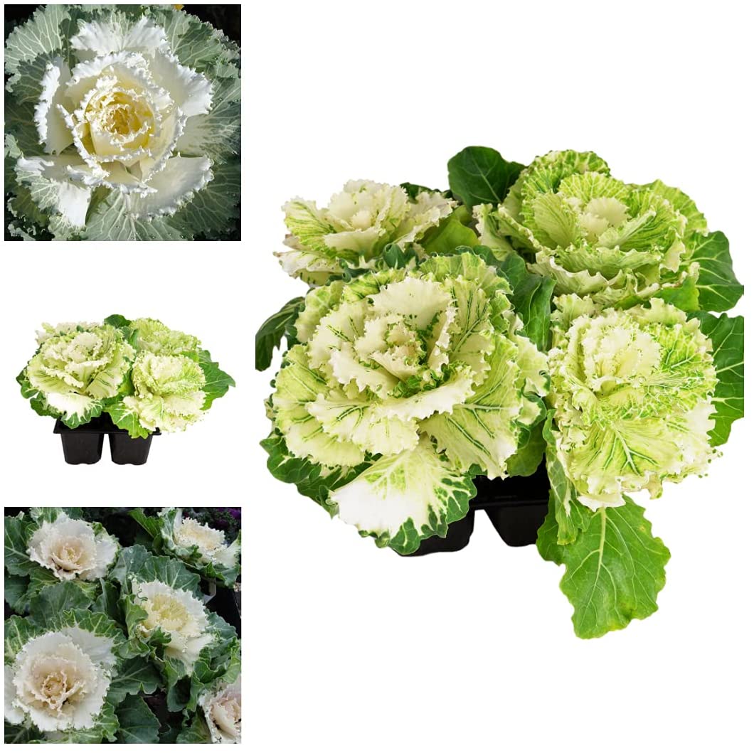 Ornamental Cabbage Plants White Pigeon 1 3