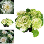 Ornamental Cabbage Plants White Pigeon 1 2