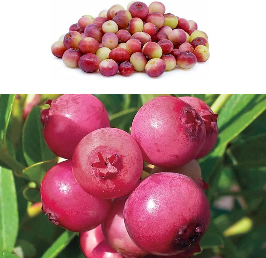 Pink Lemonade Blueberry Plant 1 1