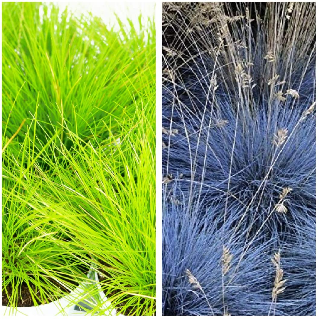 Ornamental Grass Mix 2 & 2 AmiLime