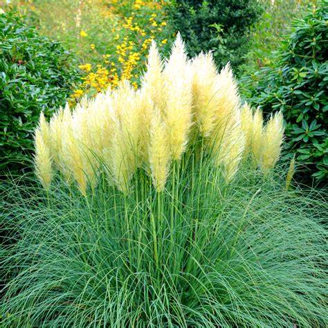 Pampas Grass Cortaderia Pumila