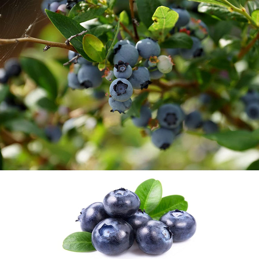 Blueberry Plant - Powder Blue 1 1