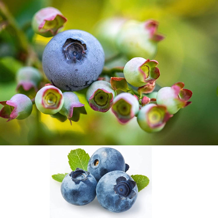 Blueberry Plant - Blueberry Brigitta 1 1