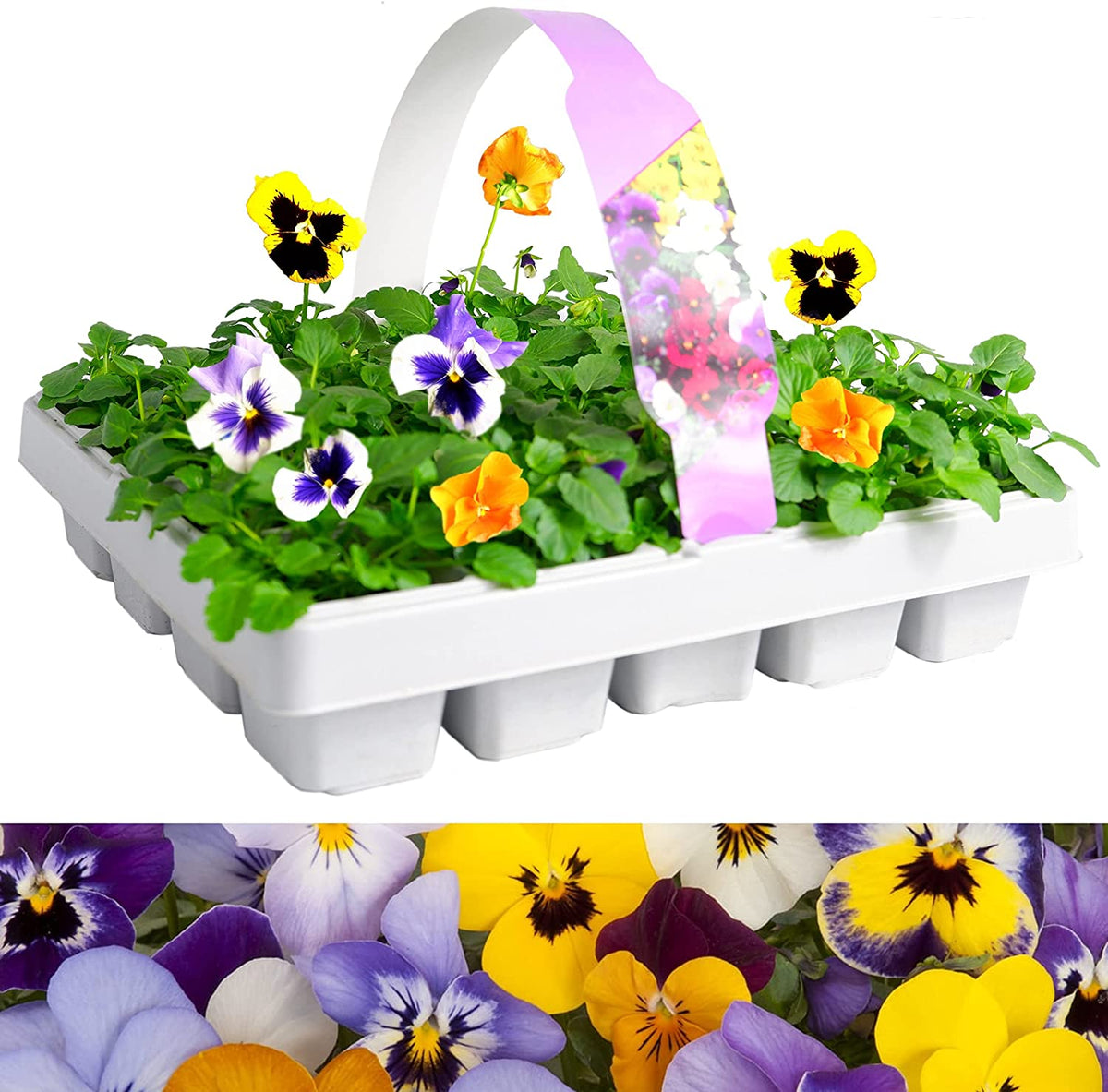 Pansy Mixed Packs  3