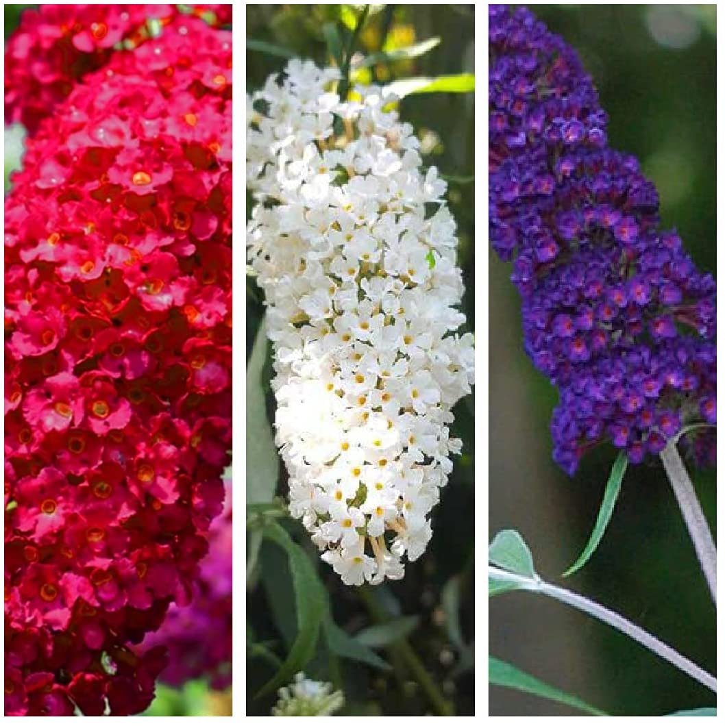 Buddleia Trio 3 Plant Mix