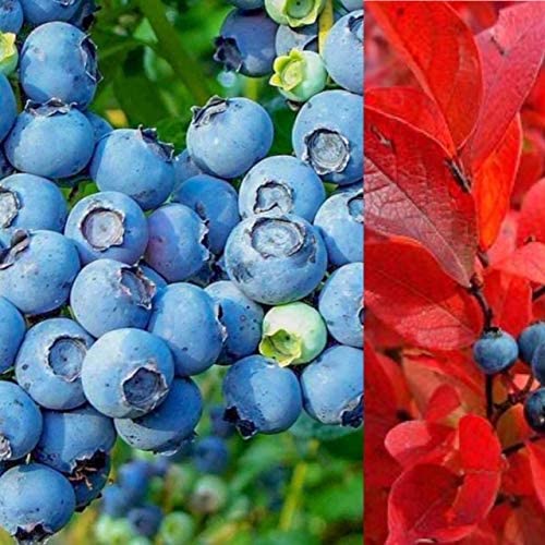 Blueberry Plants - Chandler 1 1