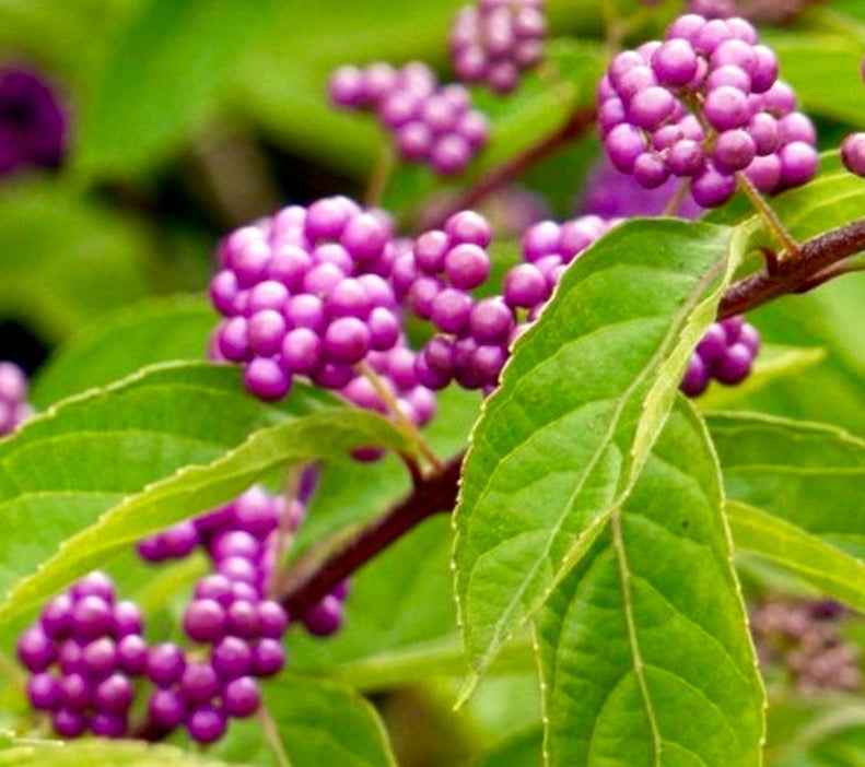 Callicarpa Bodinieri Profusion
