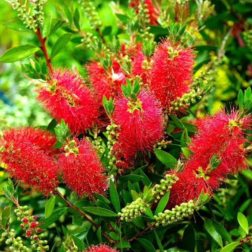 Callistemon Red Bottlebrush Callistemon Red Bottlebrush image1 1