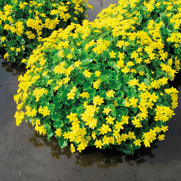 Marsh Marigold Caltha palustris Pond Plant