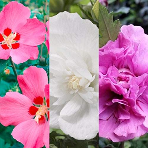 Hardy Hibiscus 3 Plant Mix 1 1