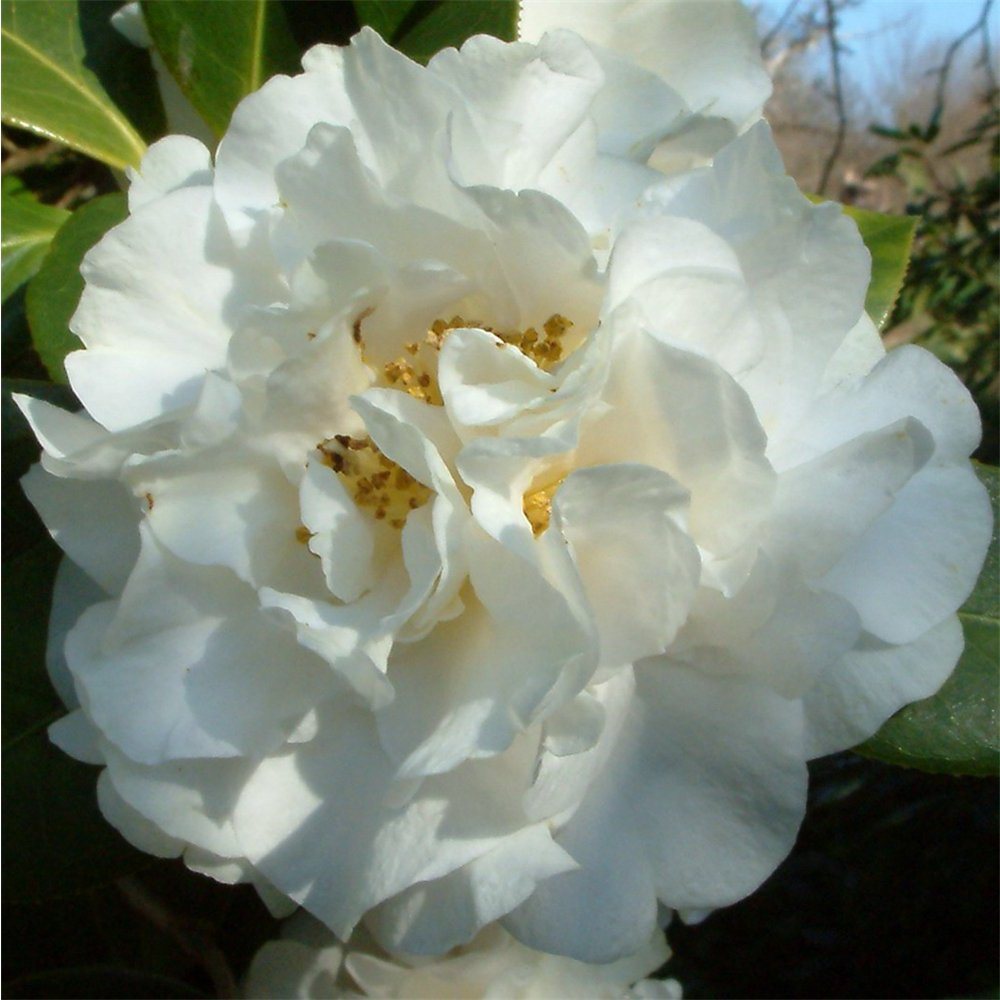 Camellia Williamsii ETR Clayton Plant