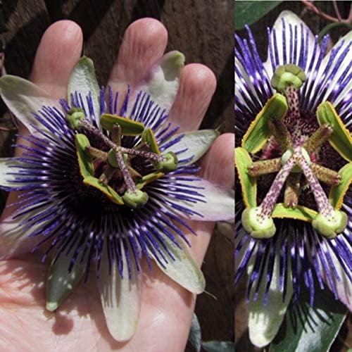 Passiflora Passion Flower 'Damsels Delight' 1 2