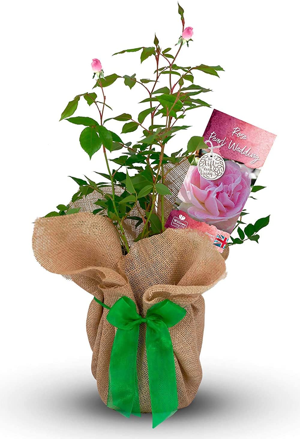 Pearl 30th Wedding Anniversary Bush Gift Wrapped
