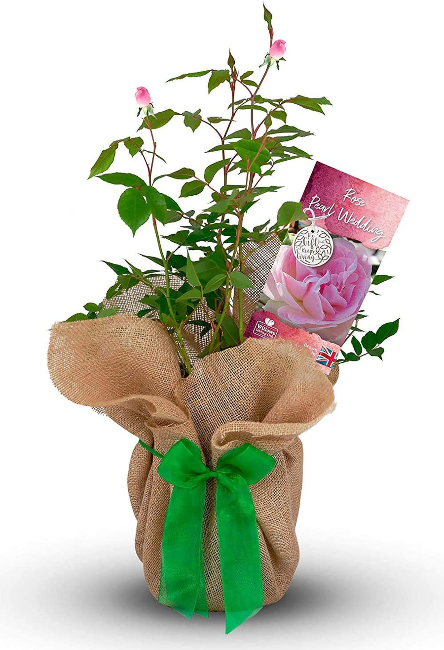 Pearl 30th Wedding Anniversary Rose Bush Gift Wrapped Pearl 30th Wedding Anniversary Rose Bush Gift Wrapped image1 1