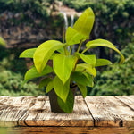 Philodendron Scandens Malay Gold Philodendron Scandens Malay Gold image1 1