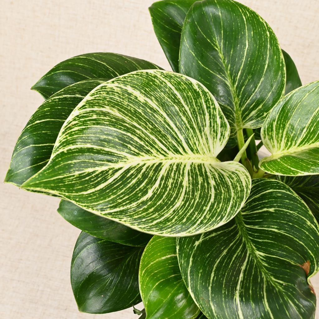Philodendron Wave Plant