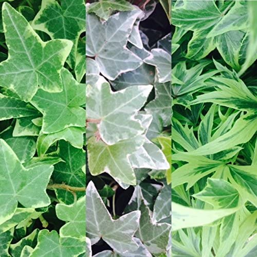 Hedera Ivy Mix (3 Plants) 1 1