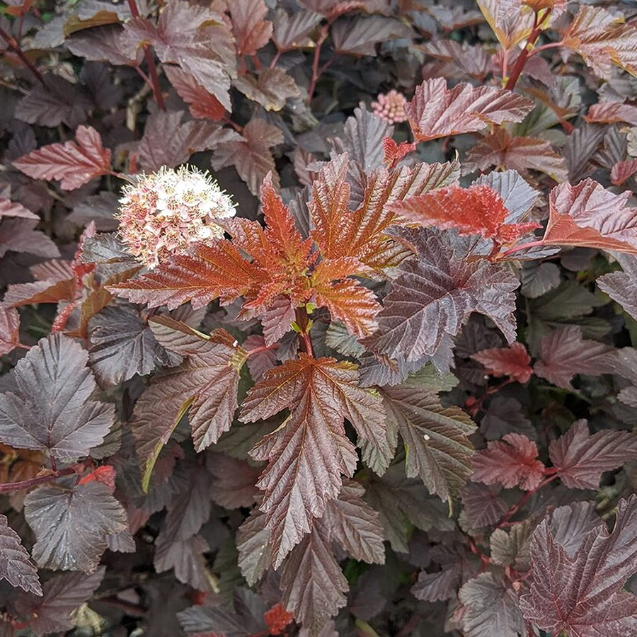 Physocarpus - 'Brown Sugar' Physocarpus - 'Brown Sugar' image1 1
