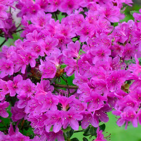 Pink Japanese Azalea 1 1