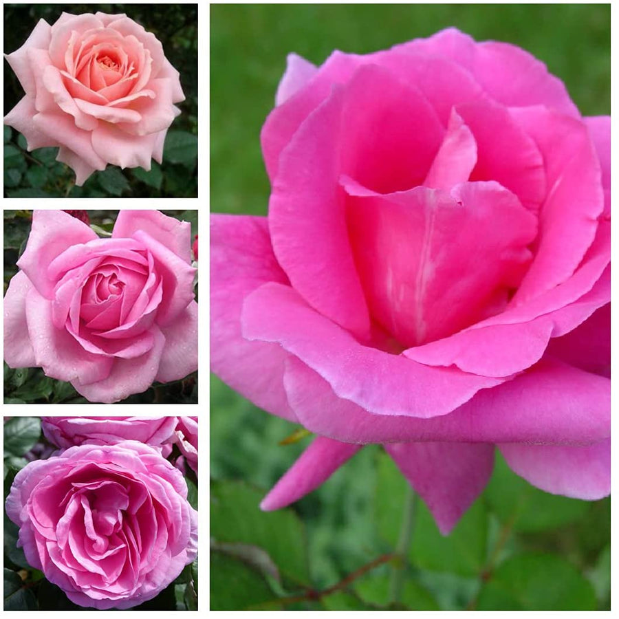 Pink Rose Bush 1 1