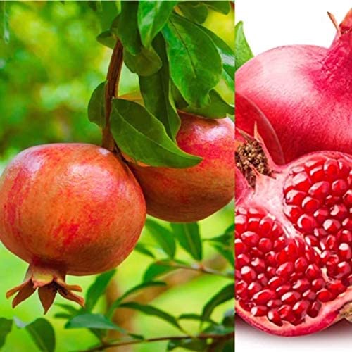 Pomegranate Punica Provence Tree Plant Pomegranate Plant - Punica Provence Tree image1 1