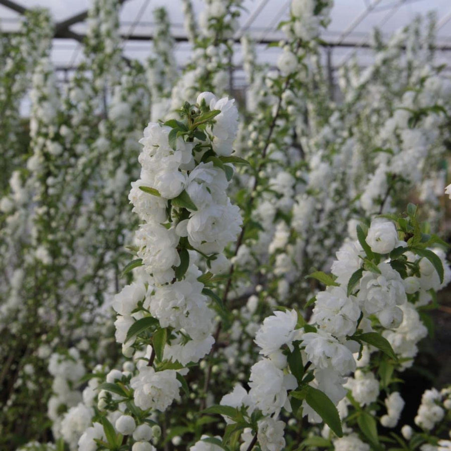 Prunus Alba Plena 1 1