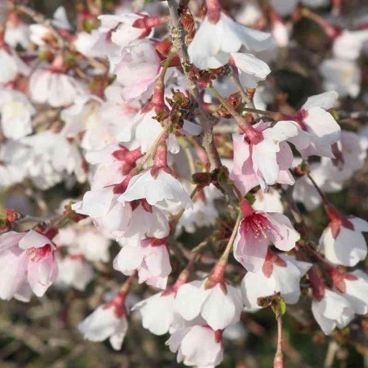Prunus incisa 'Kojo-no-mai' 1 1