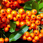Pyracantha Orange Glow Hedging Shrub  3