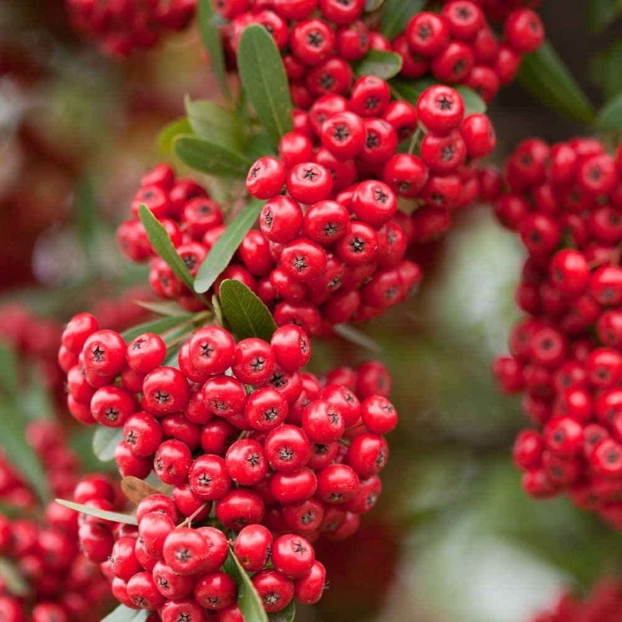 Pyracantha Red Column - Firethorn Shrub 1 1