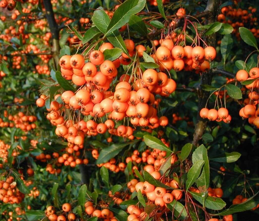 Pyracantha - 'Mohave' Pyracantha - 'Mohave' image1 1