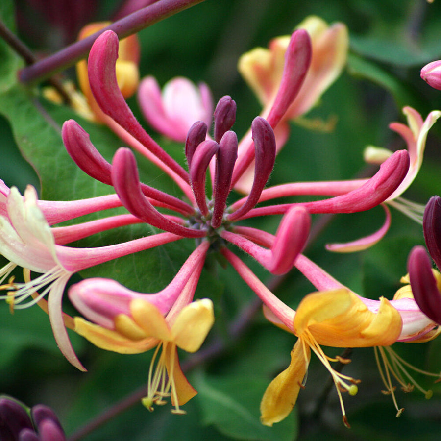 Lonicera Honeysuckle Plant Mix (3 Plants) 1 1