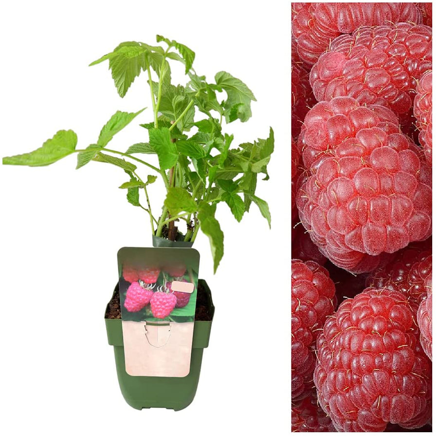 Raspberry Plant - Double Fruiting Twotimer Sugana Red 1 1