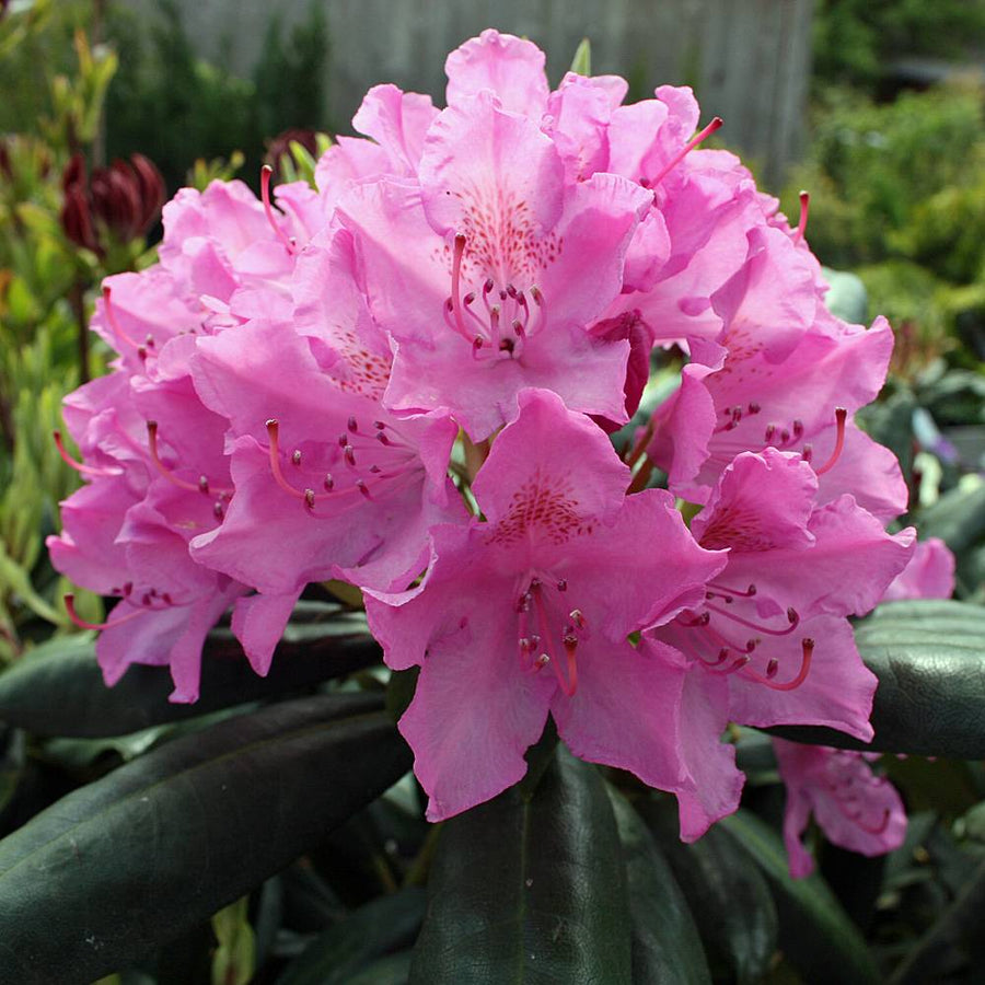 Rhododendron Roseum Elegans Plants 1 1