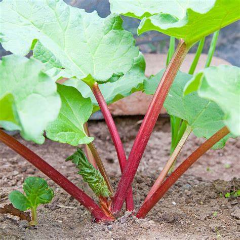 Rhubarb Plant Rhubarb Plant in 1 Litre Pot image1 1