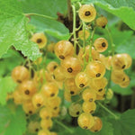 Currant Fruit Plant  1