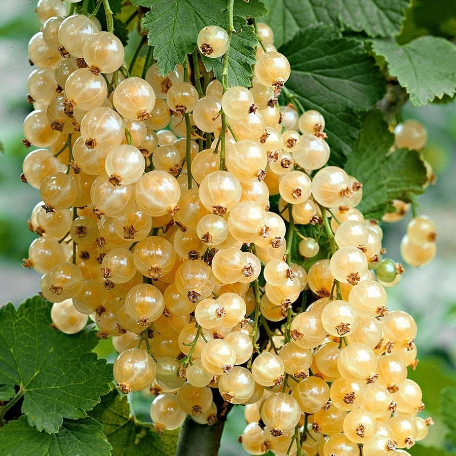 White Currant Plant - Ribes Witte Parel 1 1