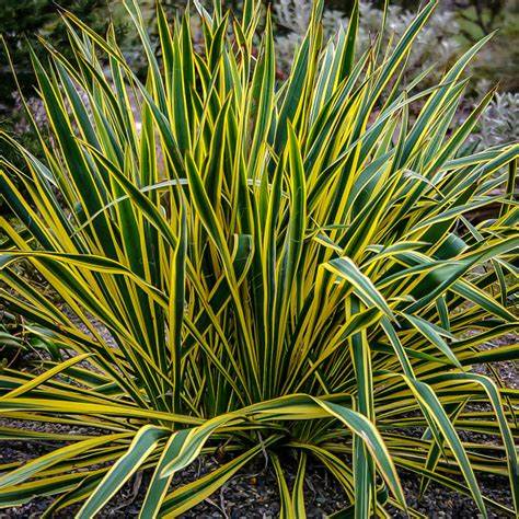Yucca - 'Bright Edge' Yucca - 'Bright Edge' image1 1