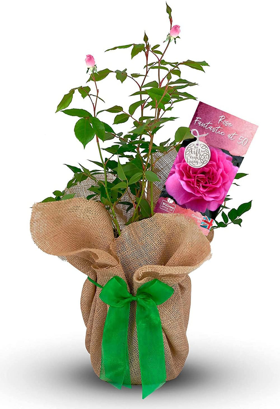 Fantastic at 50 Rose Bush Gift Wrapped Fantastic at 50 Rose Bush Gift Wrapped image1 1