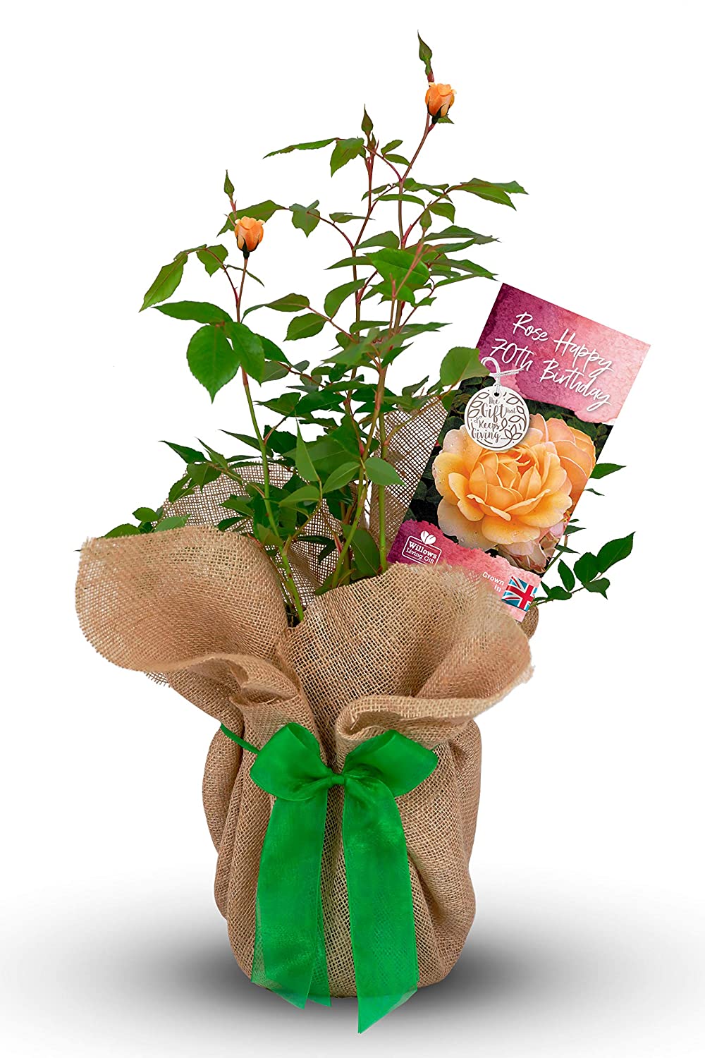 Happy 70th Birthday Rose Bush Gift Wrapped