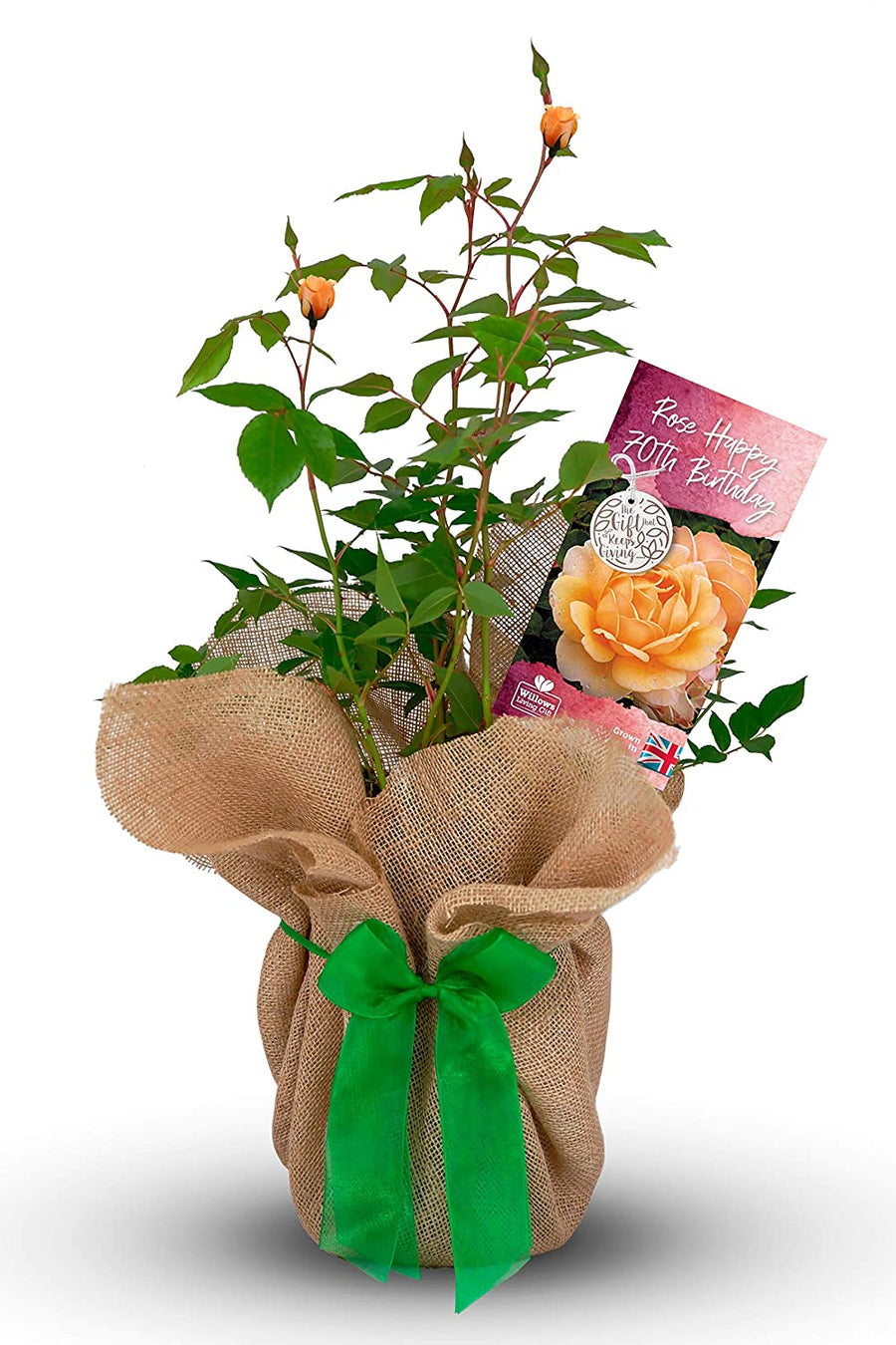 Happy 70th Birthday Rose Bush Gift Wrapped Happy 70th Birthday Rose Bush Gift Wrapped image1 1