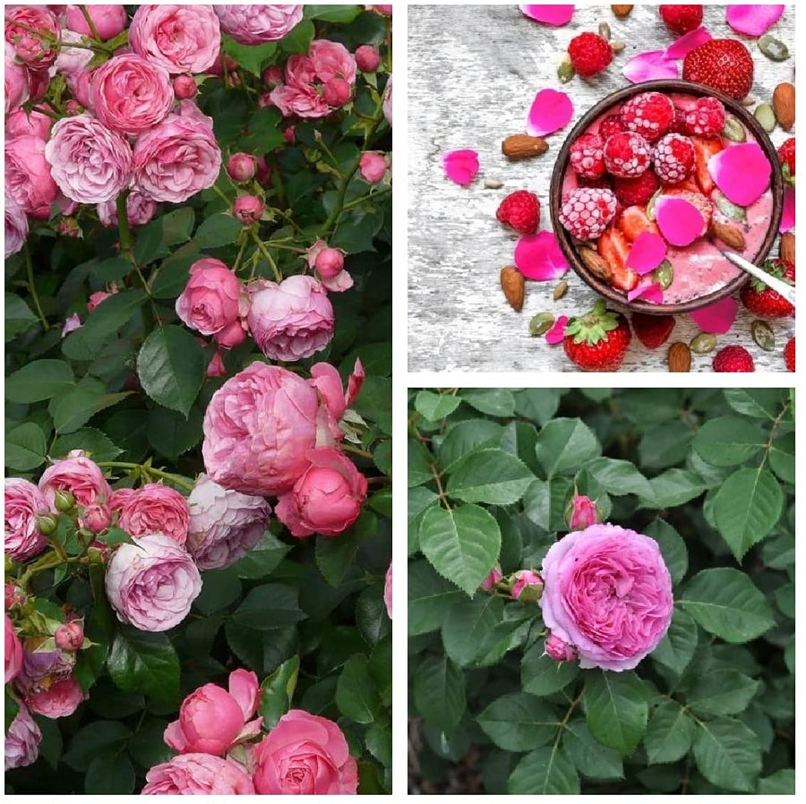 Rose 'Renee Van Wegberg' Rose 'Renee Van Wegberg' image1 1