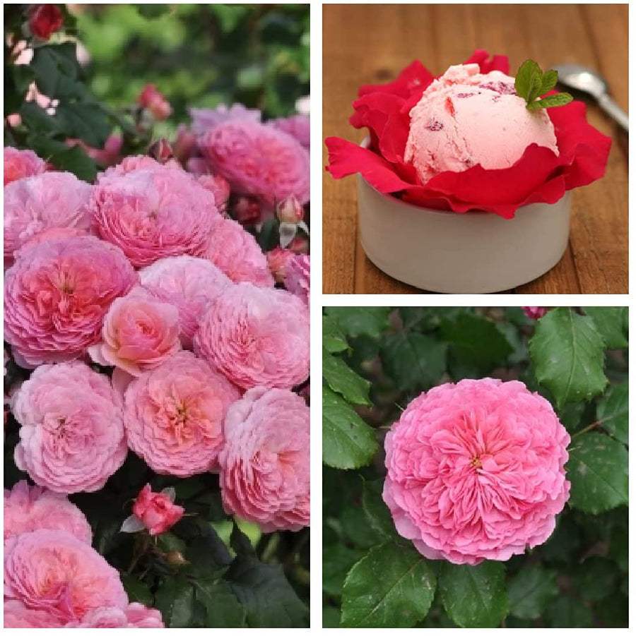 Edible Rose Bush - Theo Clevers 1 1