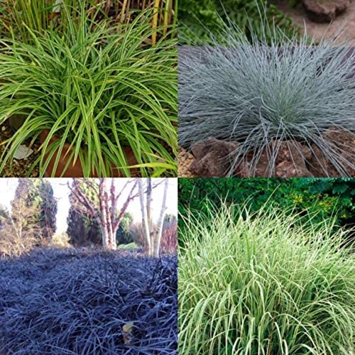 Mixed Ornamental Grasses (3 Plants) 1 1